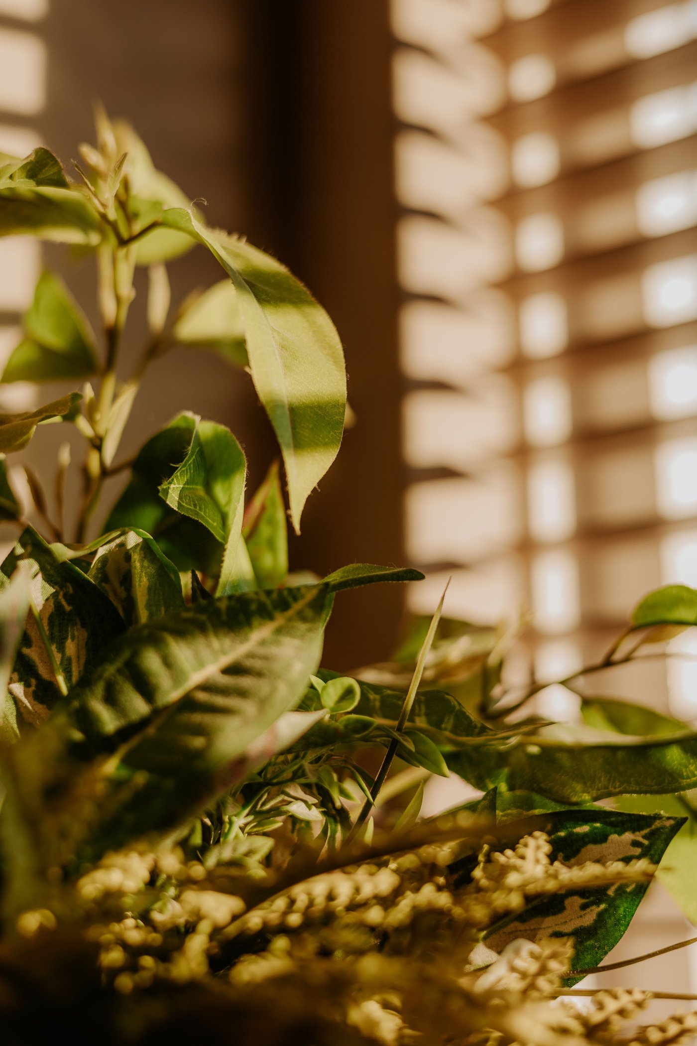 Indoor plants illuminated by sunlight through window blinds
