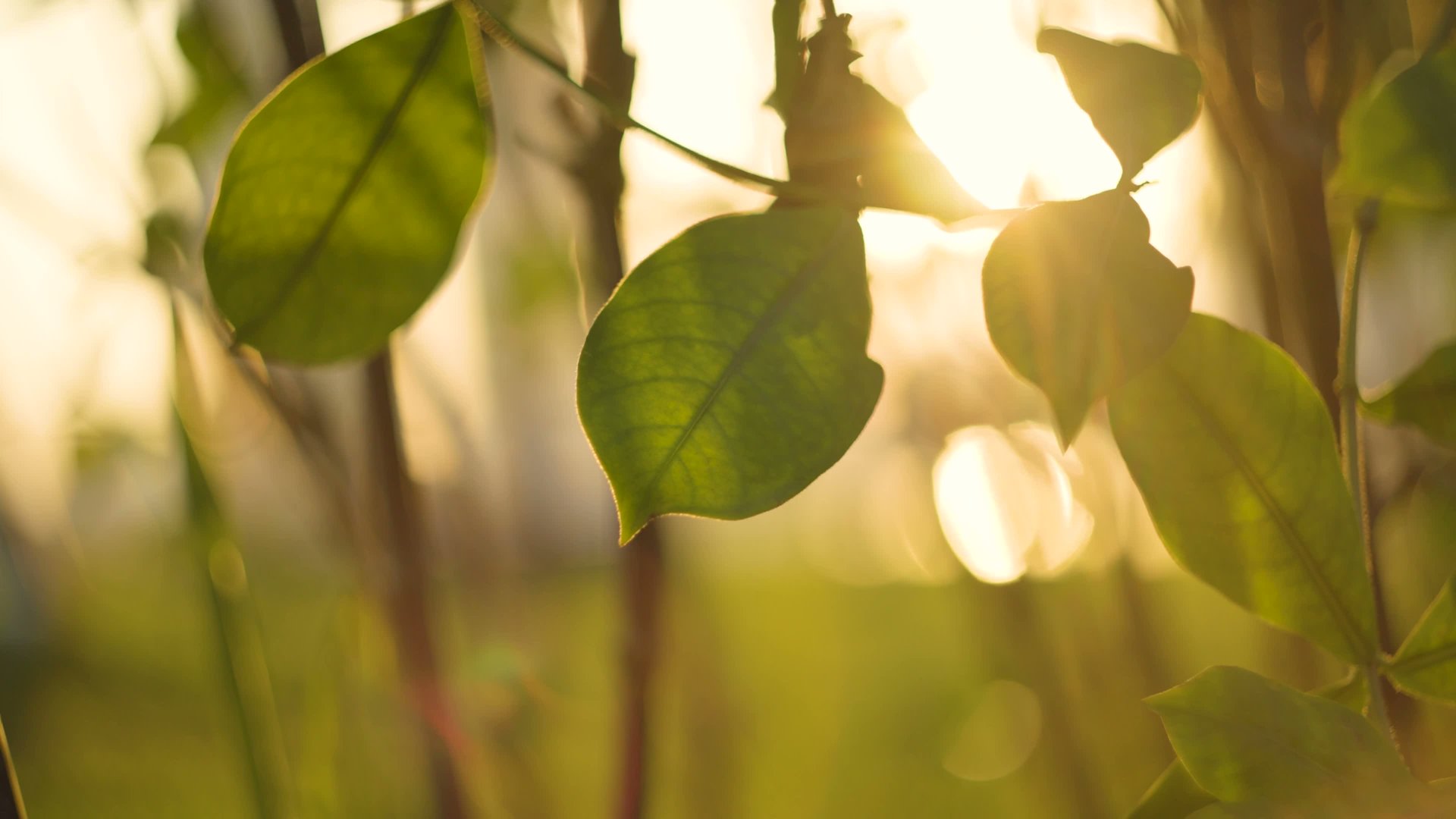 Sunlight filtering through green leaves